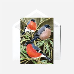 Bullfinch