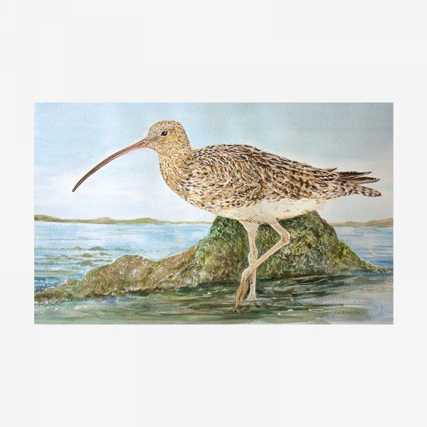 Curlew Painting