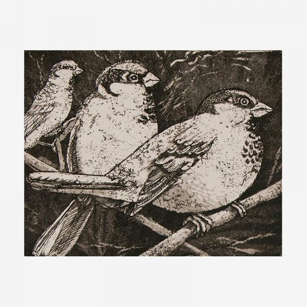 Sparrows - Etching