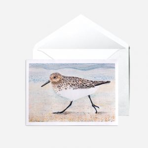 Sanderling Card
